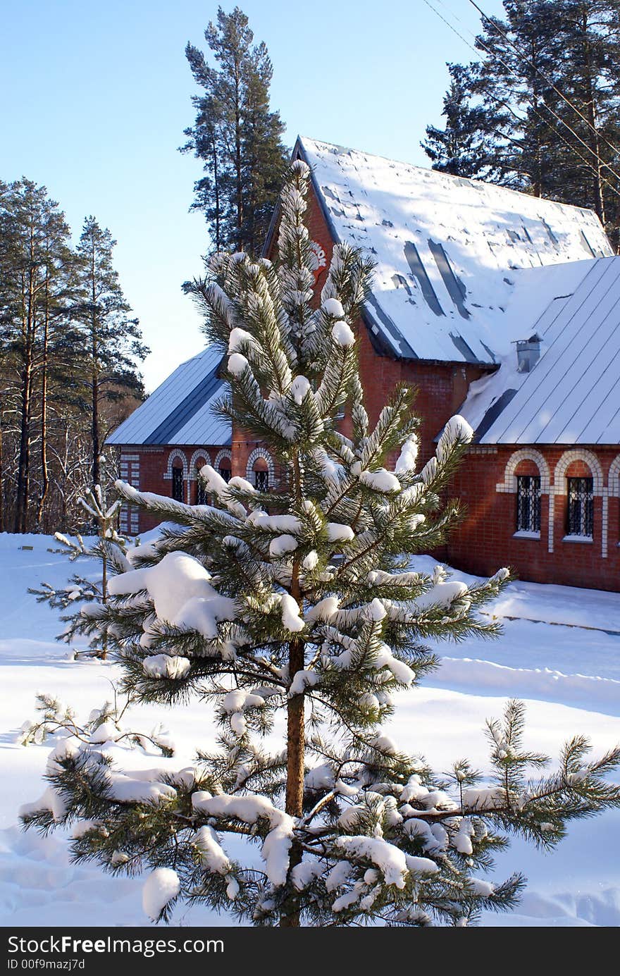 A fir tree partly covered with snow. A fir tree partly covered with snow