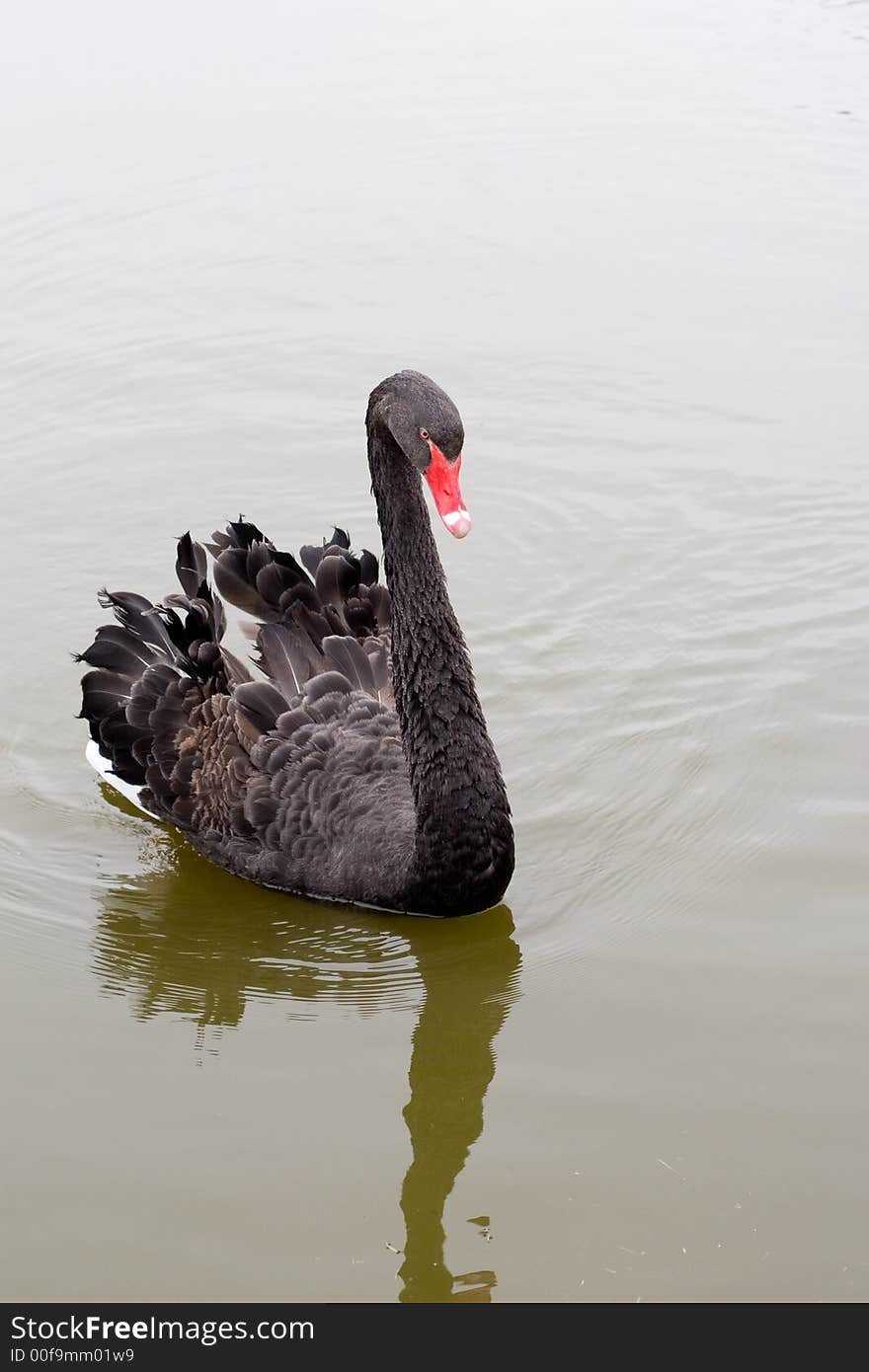 Black swan