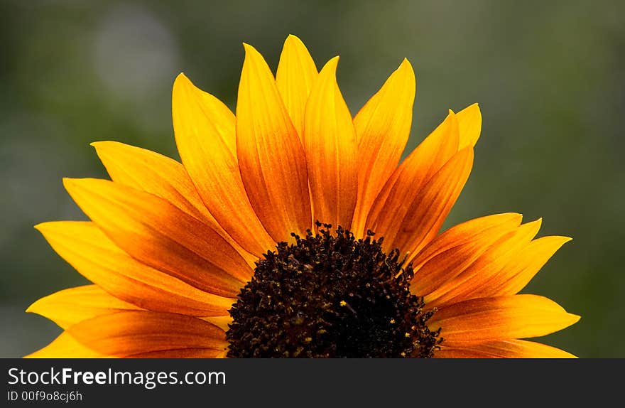 A photo of a sunflower. A photo of a sunflower