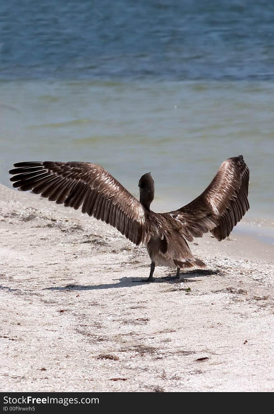 Florida Brown Pelican on sandbar with wings spread. Florida Brown Pelican on sandbar with wings spread