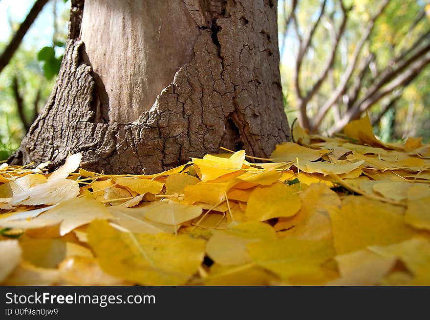 Fallen yellow leaves