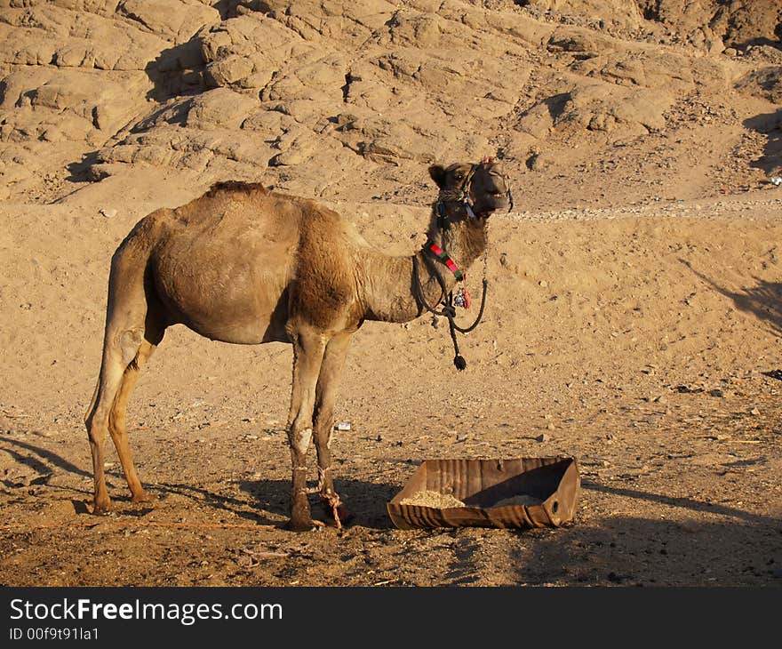 Camel in Egypt