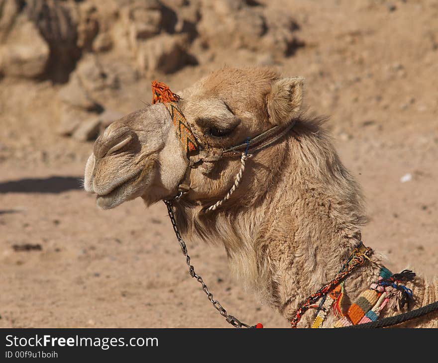 Camel portrait