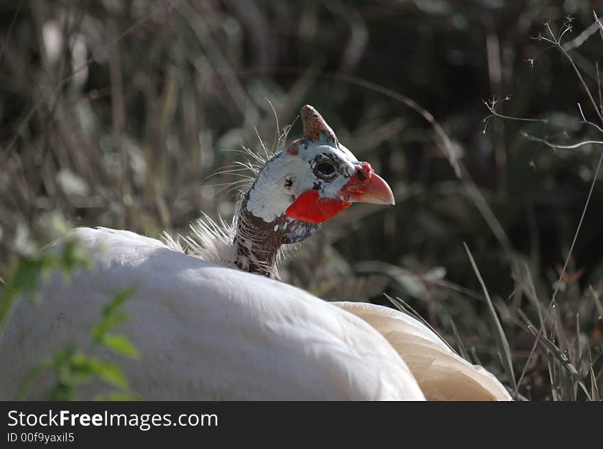 The good-looking hen of guinea-fowl cleans feathers on a background the glade inundated a sun. The good-looking hen of guinea-fowl cleans feathers on a background the glade inundated a sun