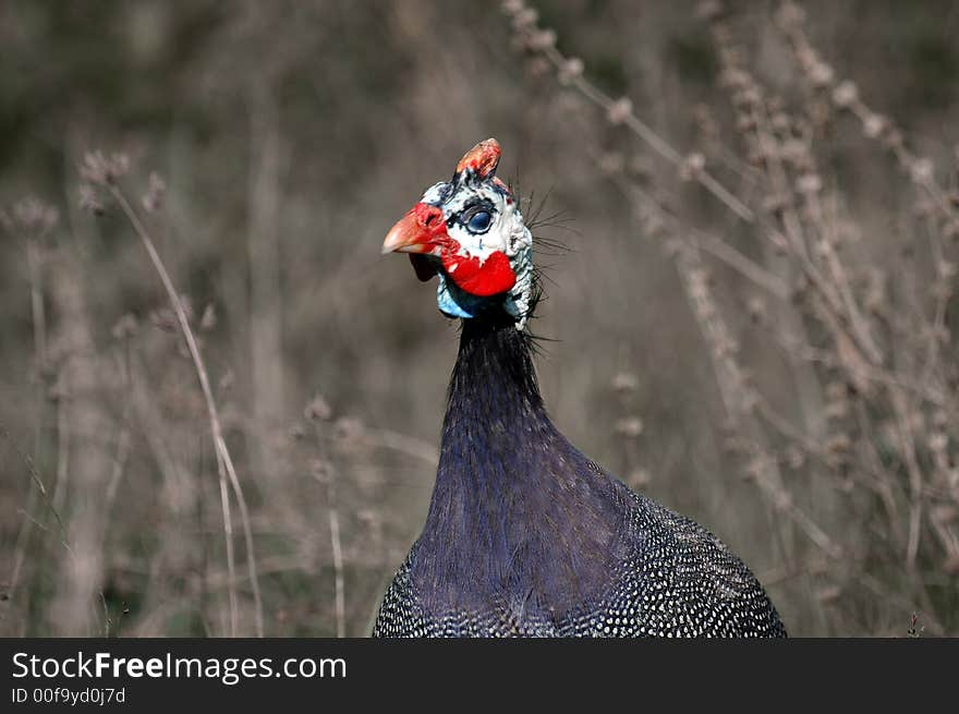 Good-looking male of guinea-fowl carefully makes a way through jungles of dead trees in search of food. Good-looking male of guinea-fowl carefully makes a way through jungles of dead trees in search of food