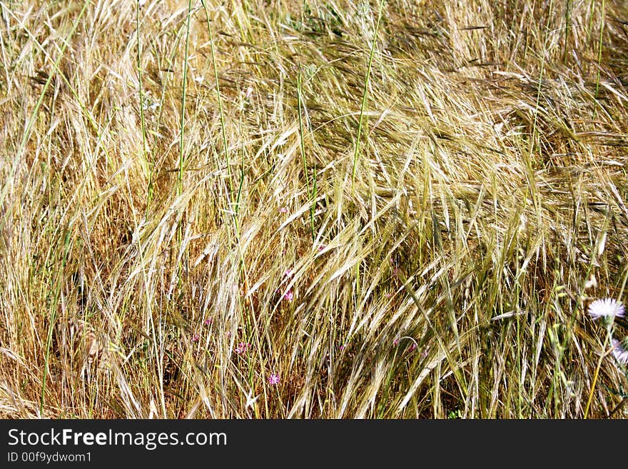 Golden sping-blooming wild fields. Sicily. Golden sping-blooming wild fields. Sicily