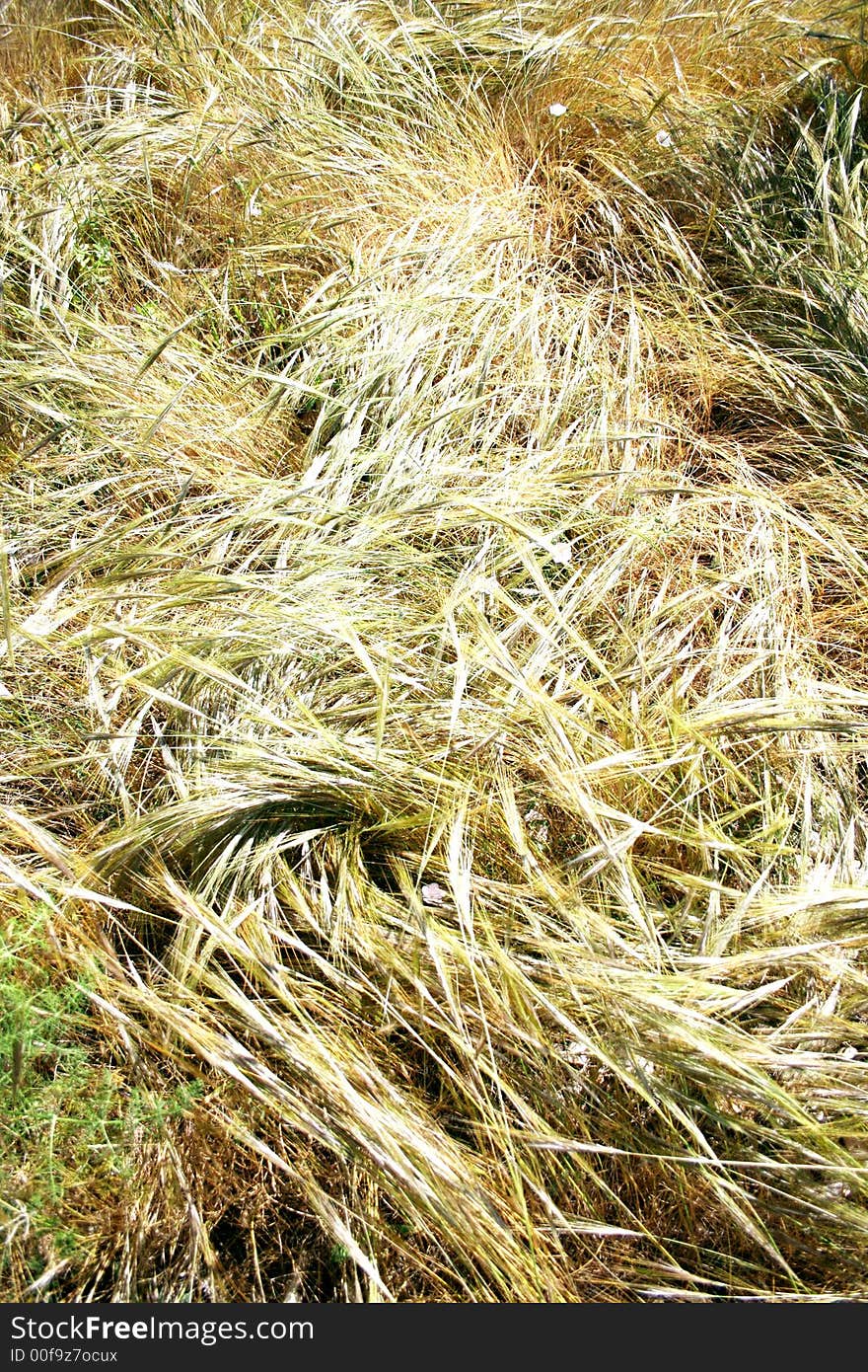 Golden sping-blooming wild fields in the wind. Sicily. Golden sping-blooming wild fields in the wind. Sicily