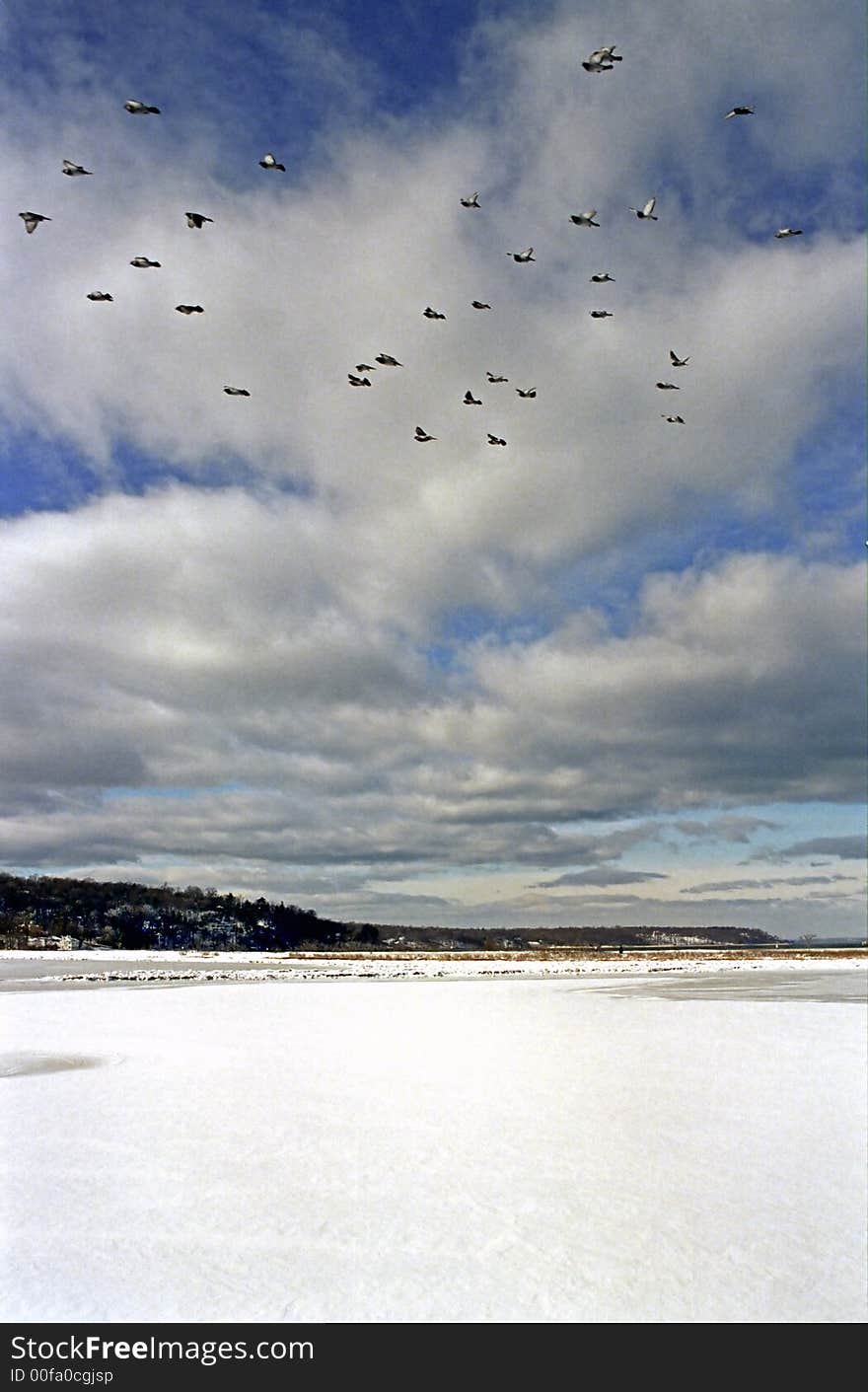 Birds In Flight