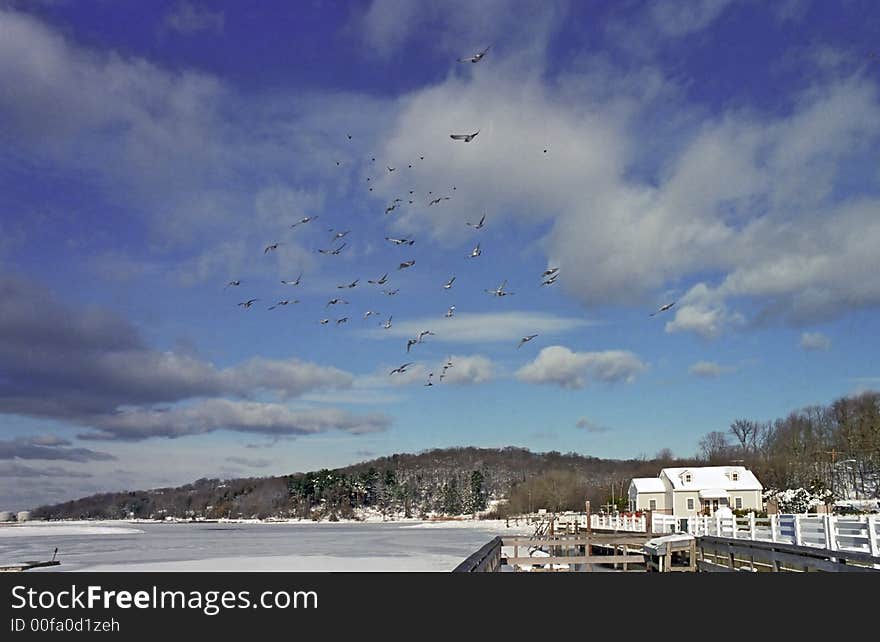 Birds In Flight