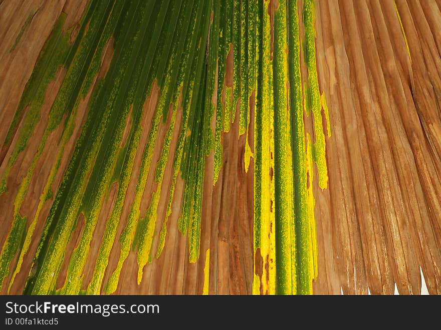 Coconut tree leafs