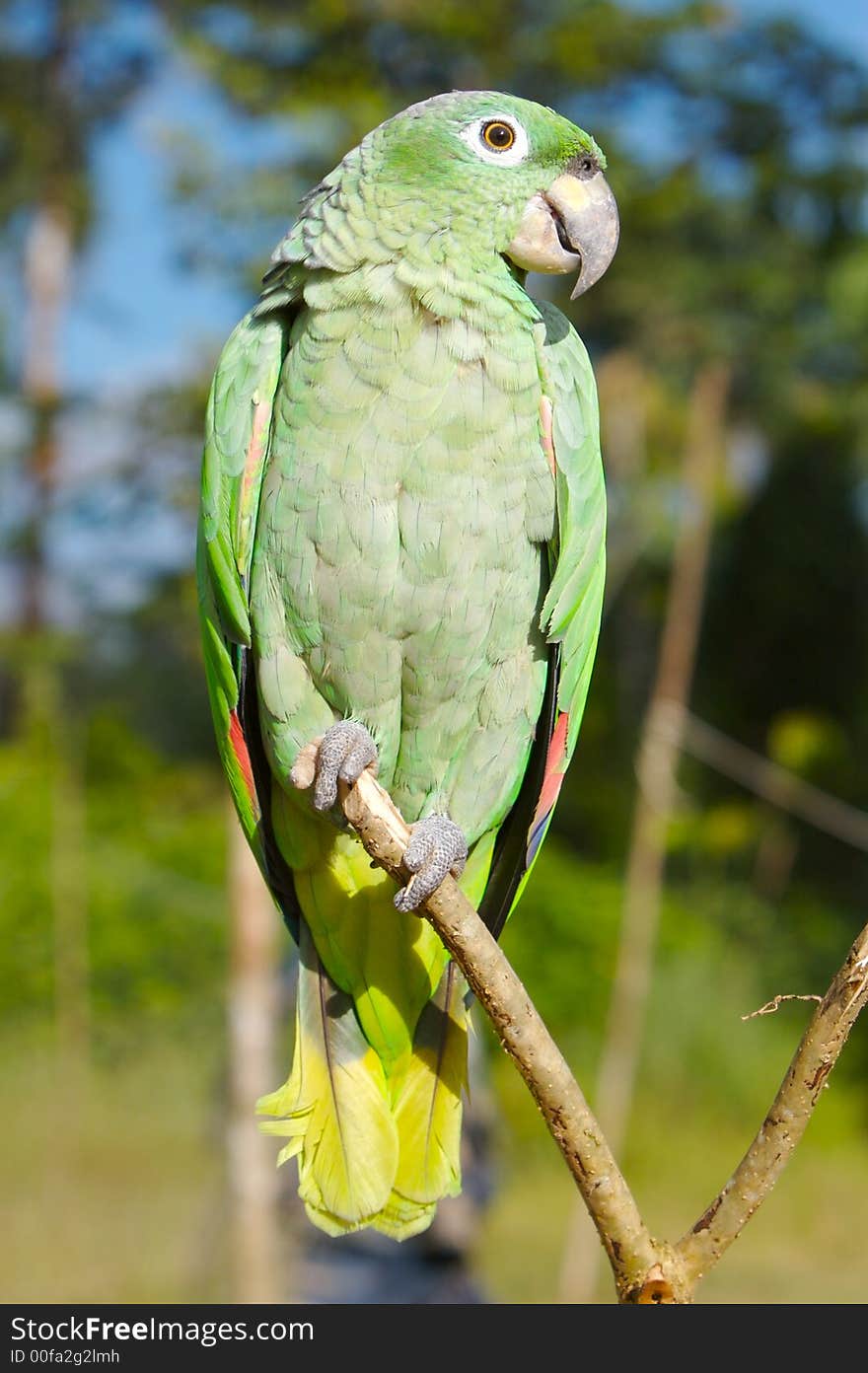 Green lori parrot sitting on the branch. Green lori parrot sitting on the branch