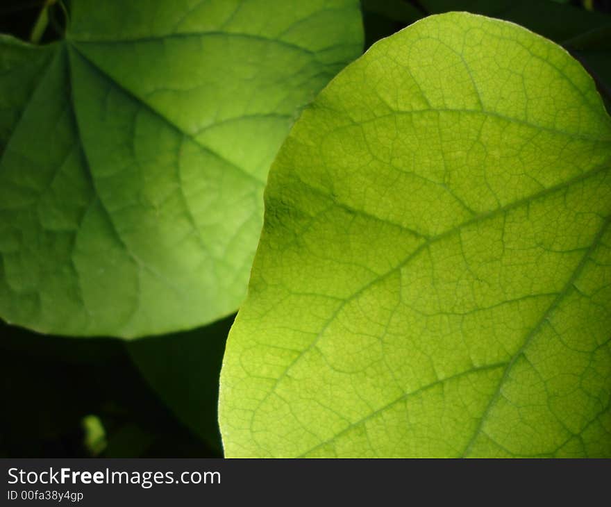 Two green leaves casually lit by the sun on a summer day. Two green leaves casually lit by the sun on a summer day.