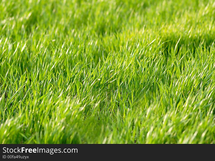 Field wheat covered by  sun in  evening. Field wheat covered by  sun in  evening