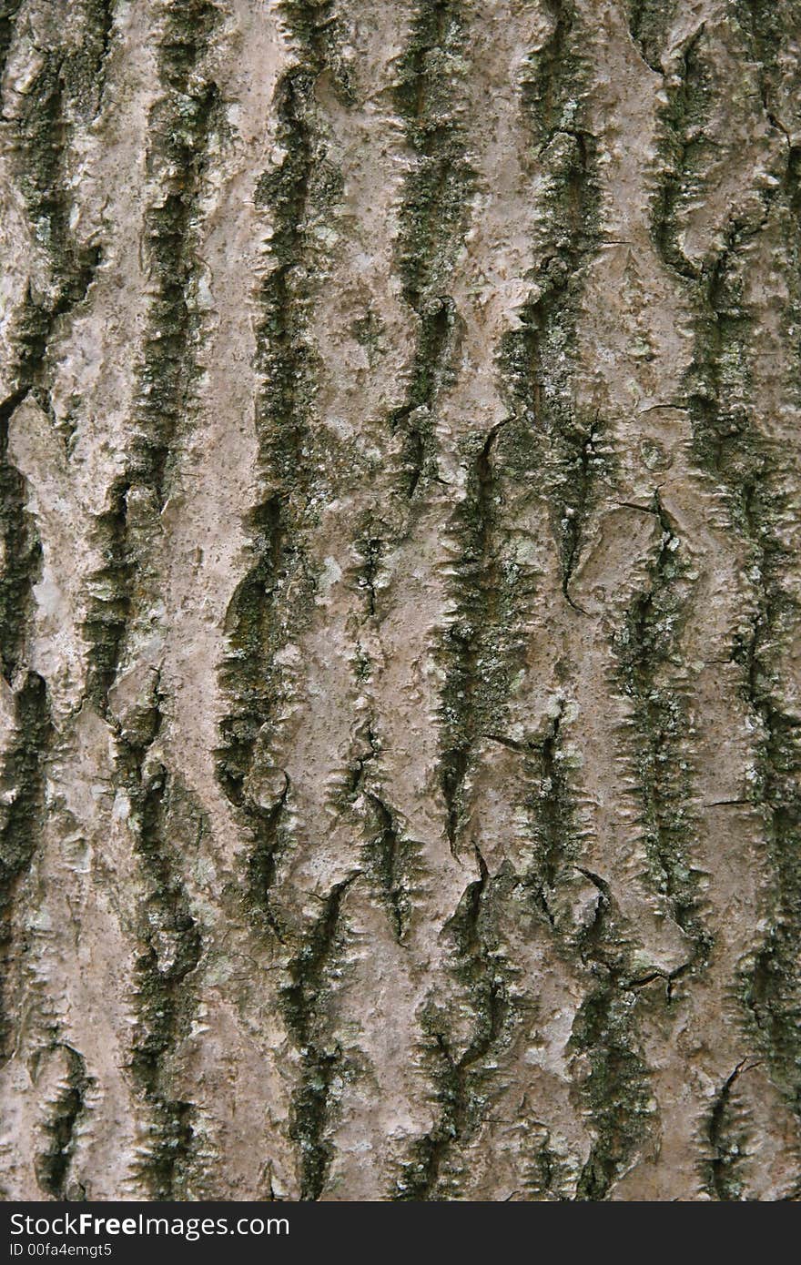 Tree Bark4