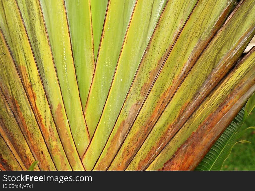 Palm tree leafs inside the gardens