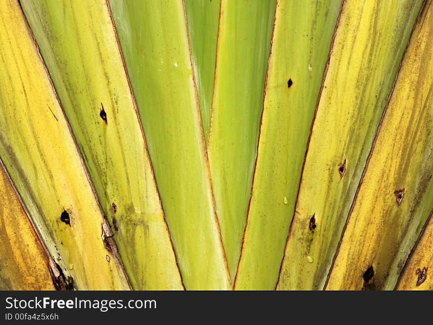 Palm trees leafs