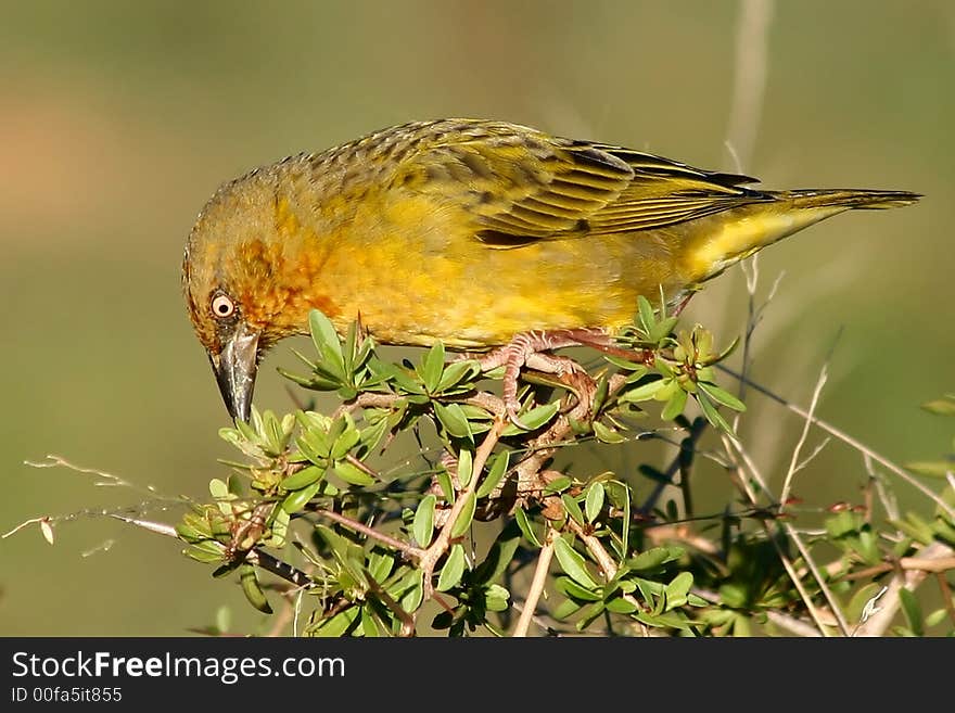 Cape Weaver Bird