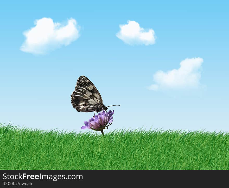 A colorful butterfly on the flower in a sunny day