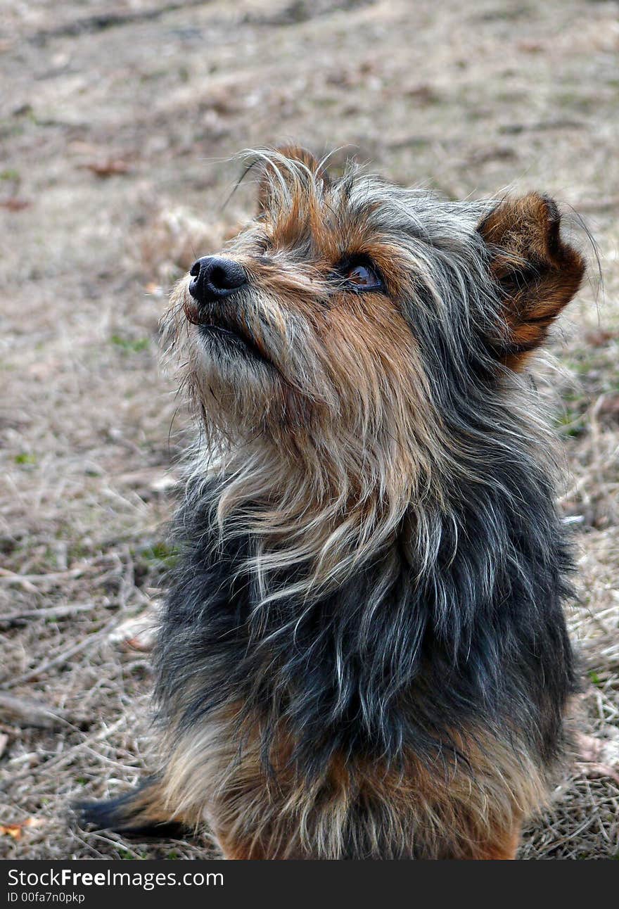 A close-up of the small very shaggy dog with the lifted head. A close-up of the small very shaggy dog with the lifted head.