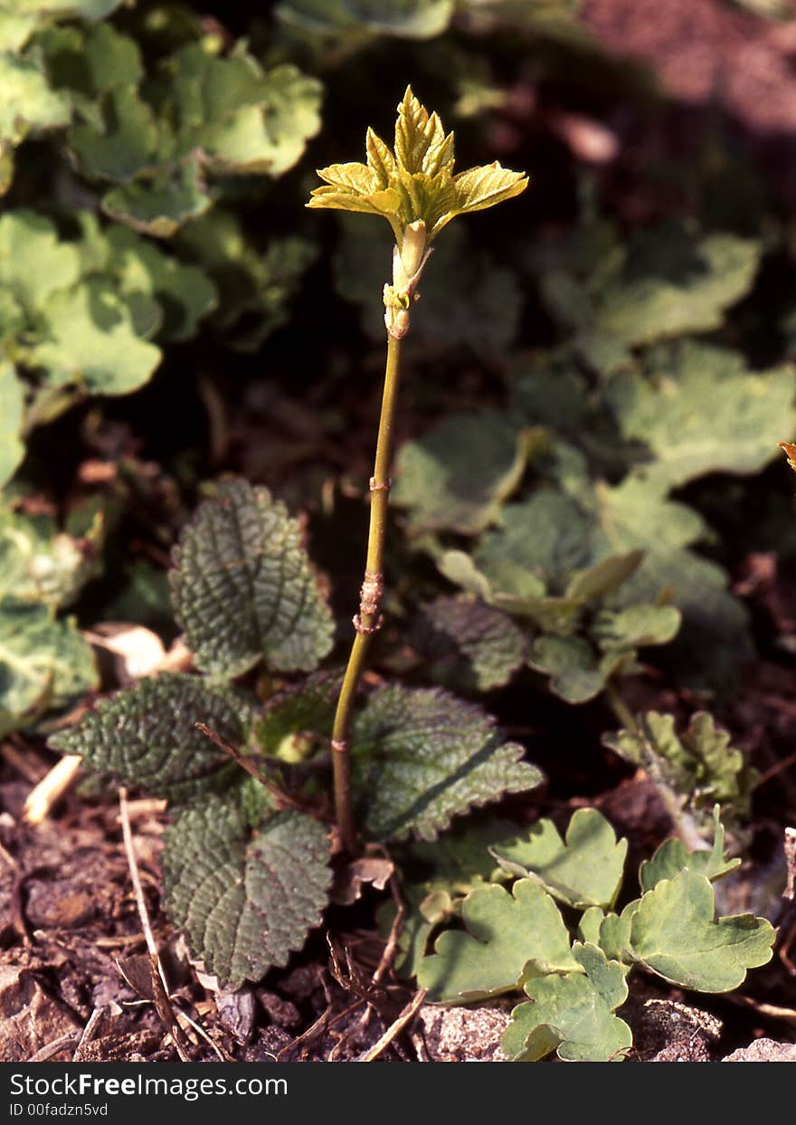 Kidney, leaf, leaves, plant, from under the ground, reveal, stalk, branch, bark, growing, outdoor, time, season, nature. Kidney, leaf, leaves, plant, from under the ground, reveal, stalk, branch, bark, growing, outdoor, time, season, nature