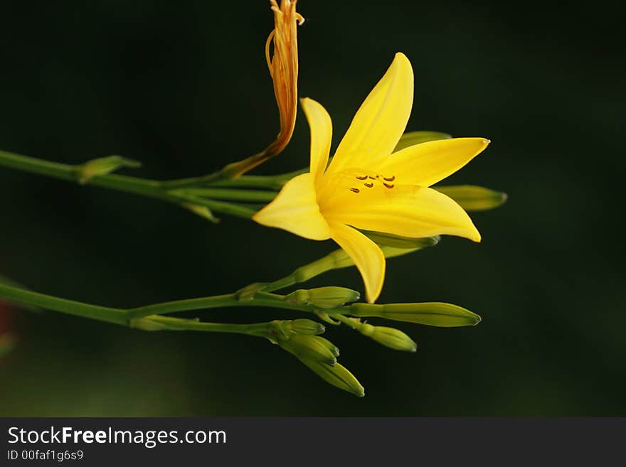 Yellow Iris (Iris pseudacorus) in bold color and light against darc background