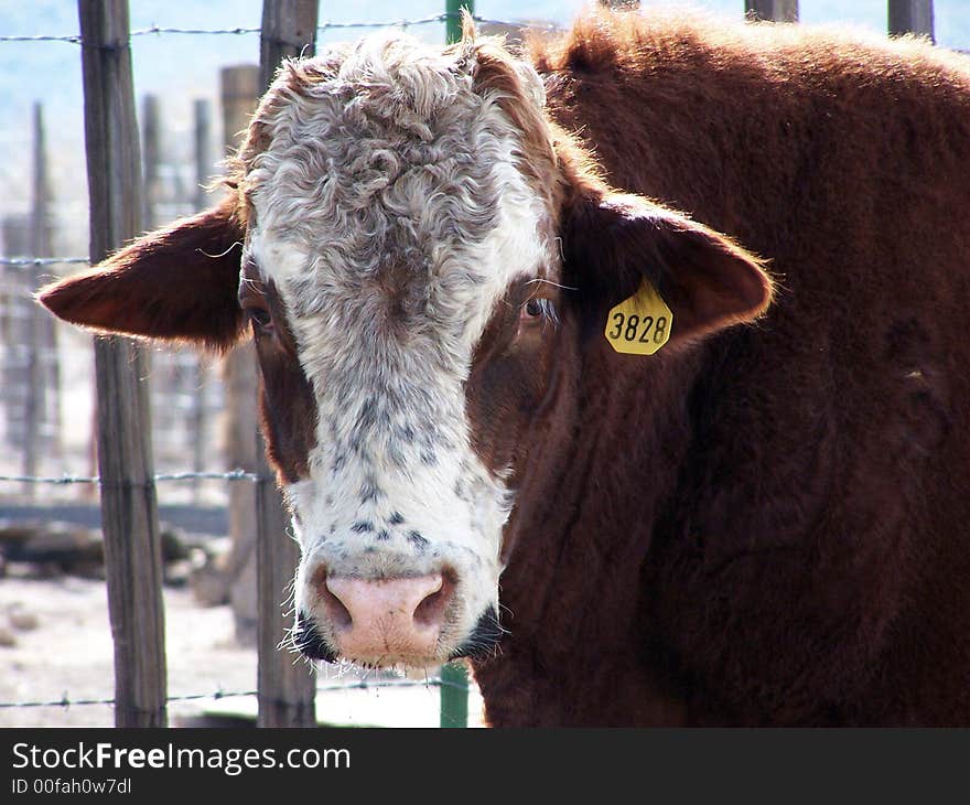 Young bull with tag on its ear