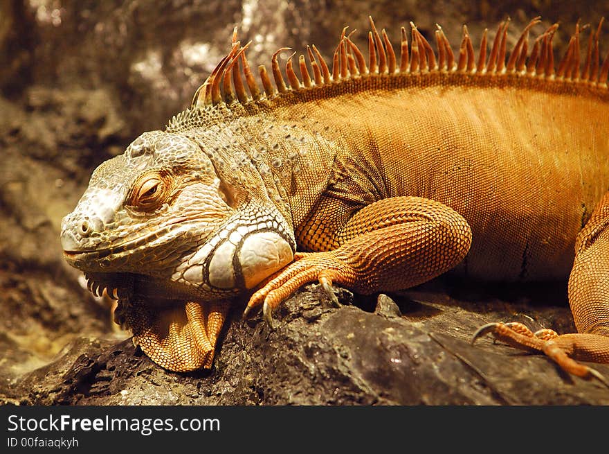 Iguana of genus conolophus sunbathing