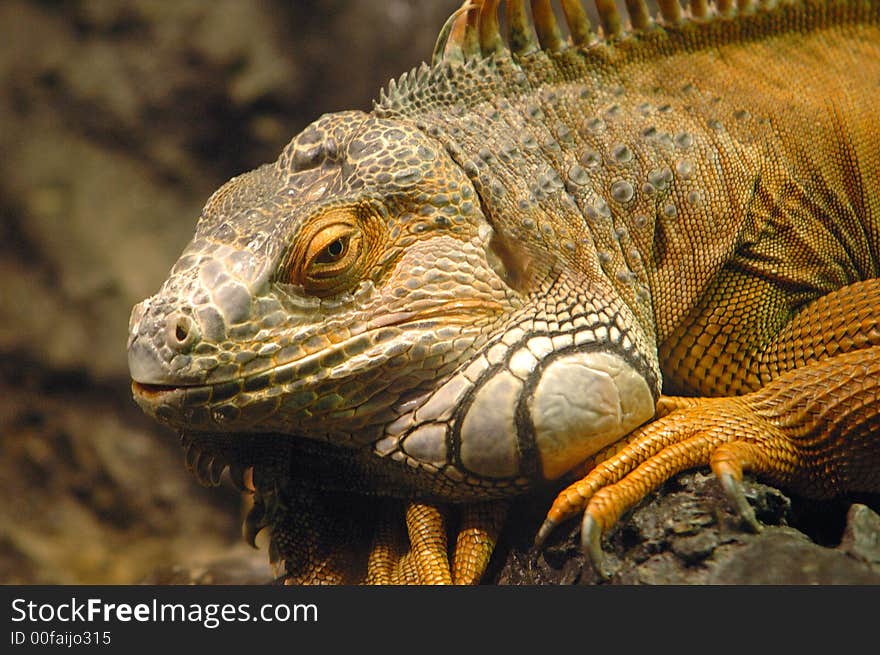 Iguana of genus conolophus sunbathing