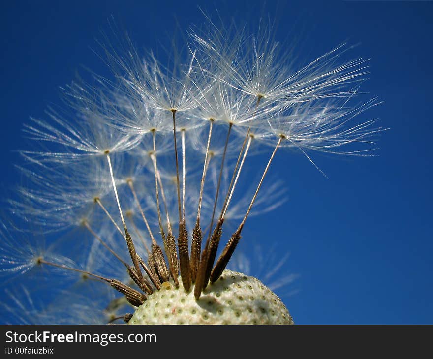 Dandelion