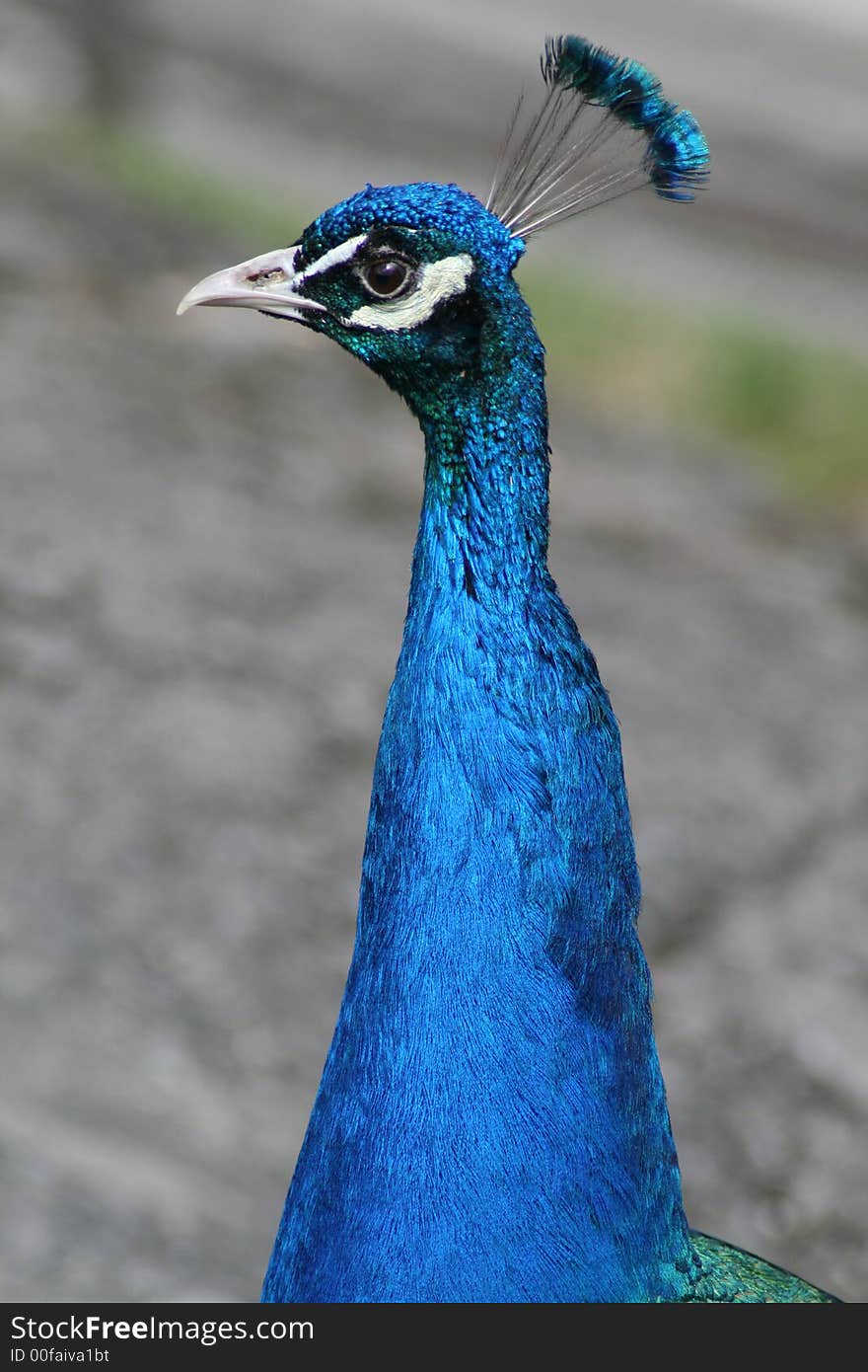 Peacock