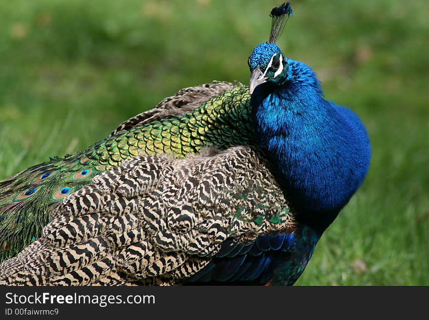 Peacock