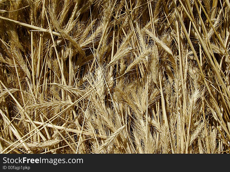 Close up picture of wheat spikes. Close up picture of wheat spikes