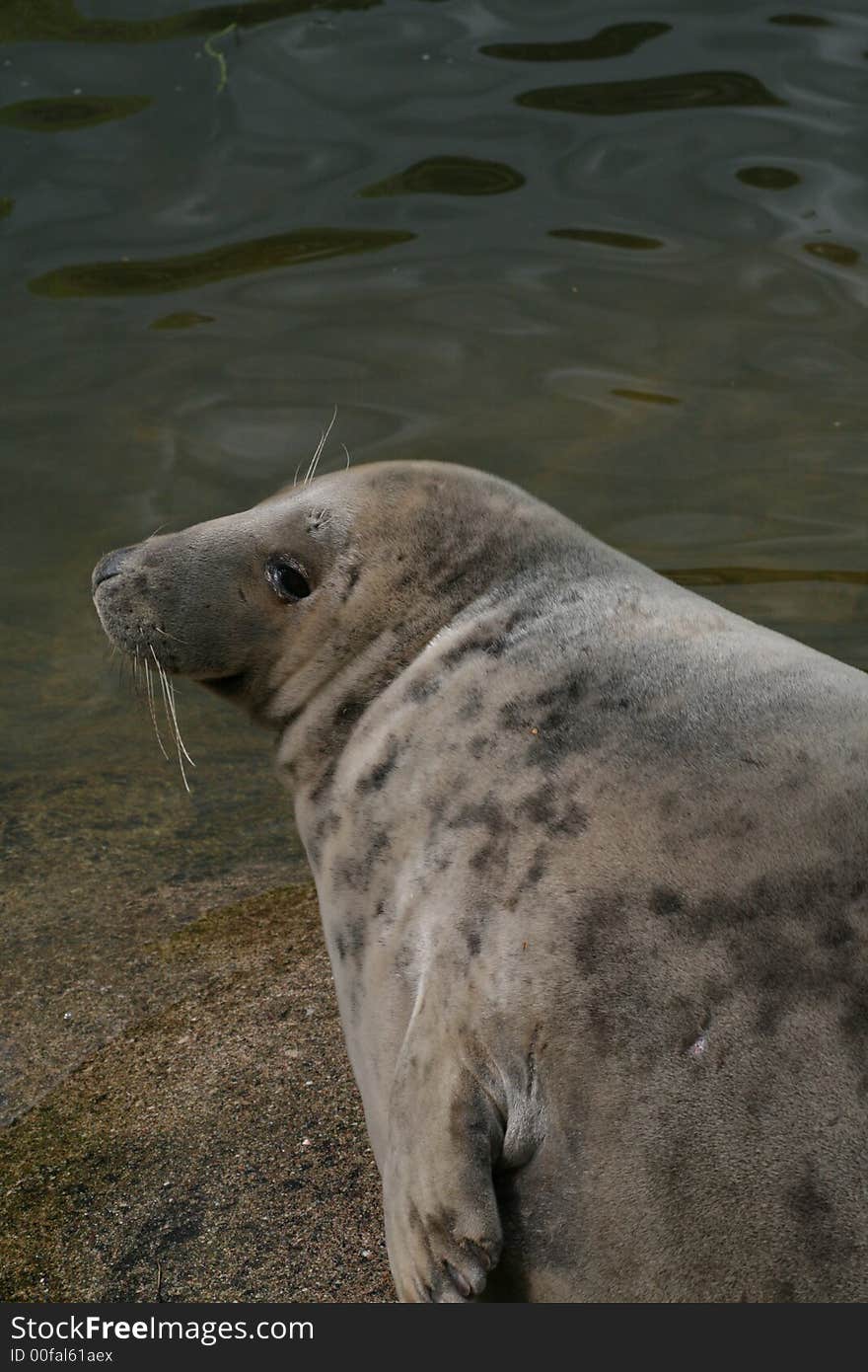 Baltic grey seal (Halichoerus grypus) resting