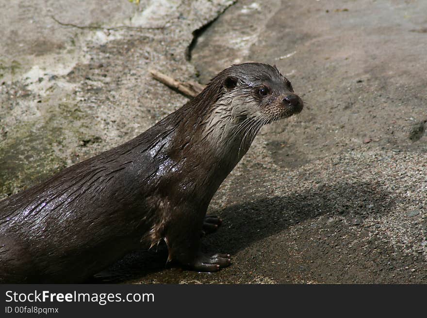 Brown otter (Lutra lutra) after swim