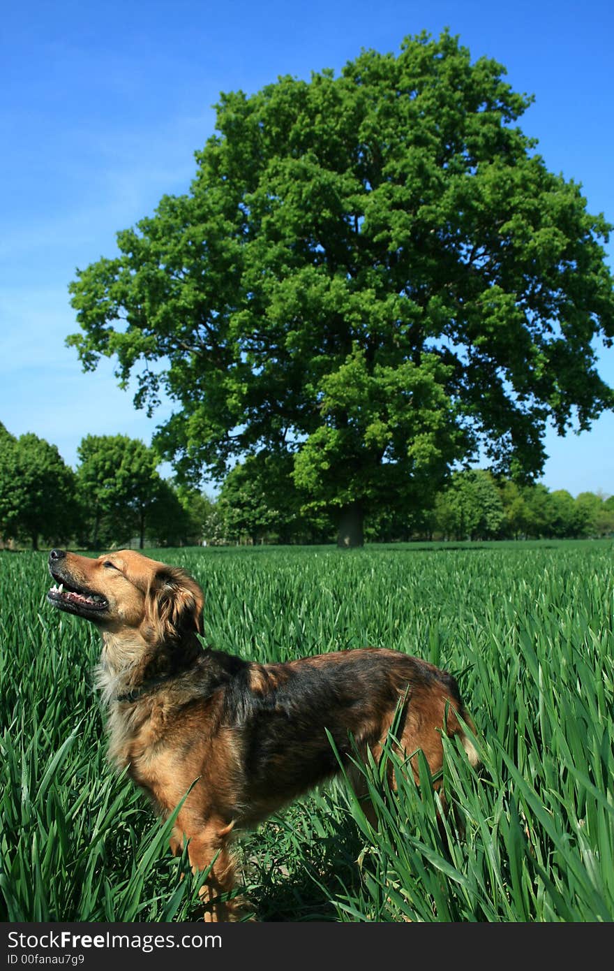 The Dog And The Tree