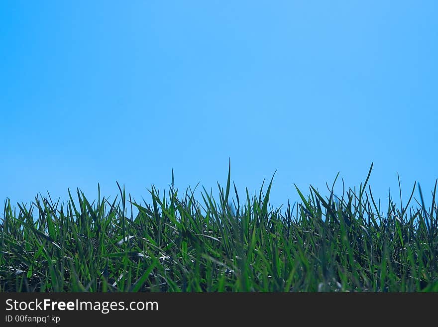 Fresh summer green grass over blue sky