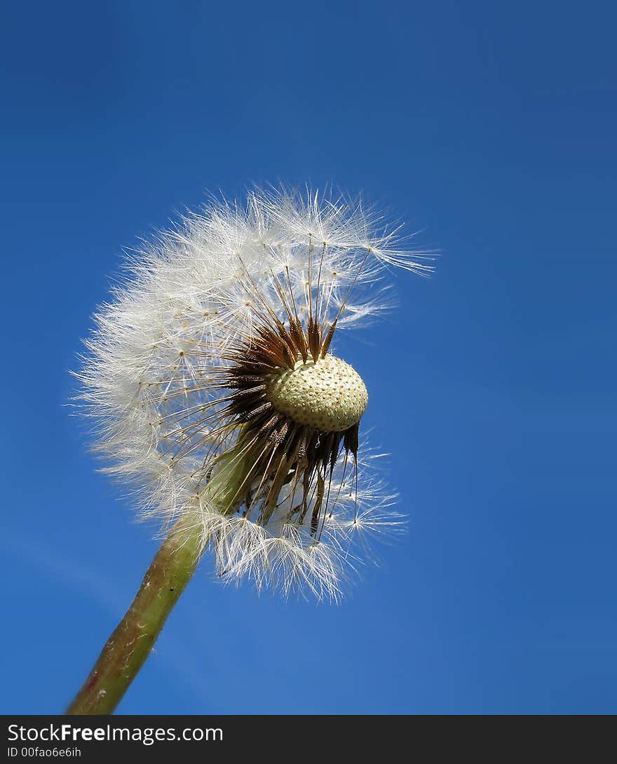 Dandelion