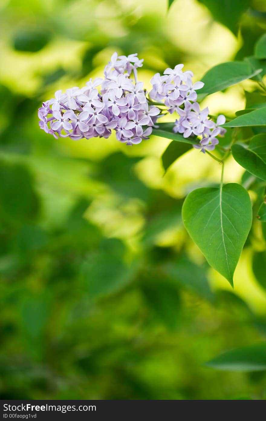 Purple flower