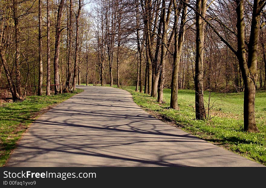 Avenue tree-lined in a spring sunshine. Avenue tree-lined in a spring sunshine