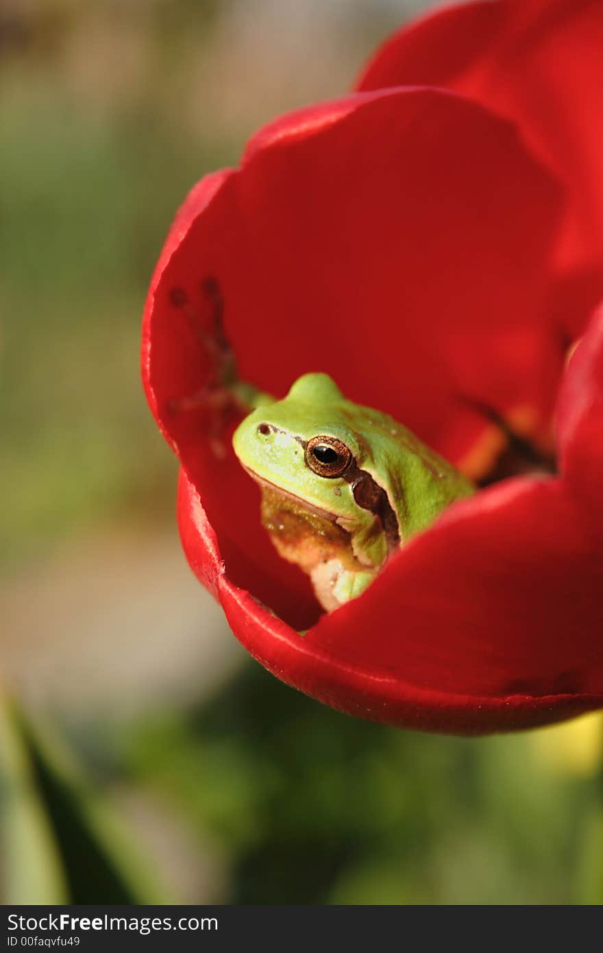 Green frog in the red tulip