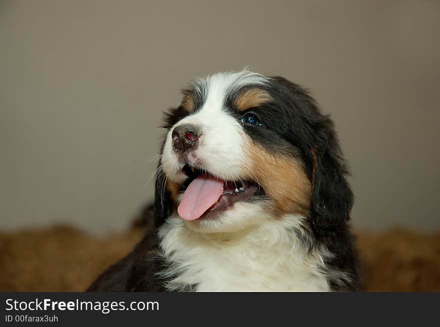 Pup, Bernese mountain dog, animal, lovely, pet, darling