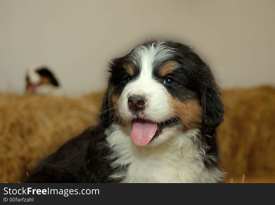 Pup, Bernese mountain dog, animal, lovely, pet, darling