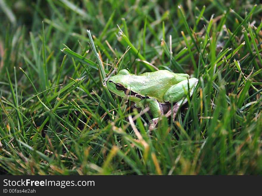 Green frog in the grass