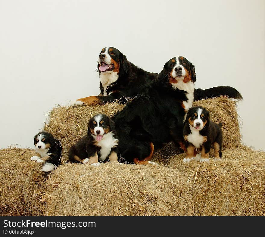 Pup, Bernese mountain dog, animal, lovely, pet, darling. Pup, Bernese mountain dog, animal, lovely, pet, darling