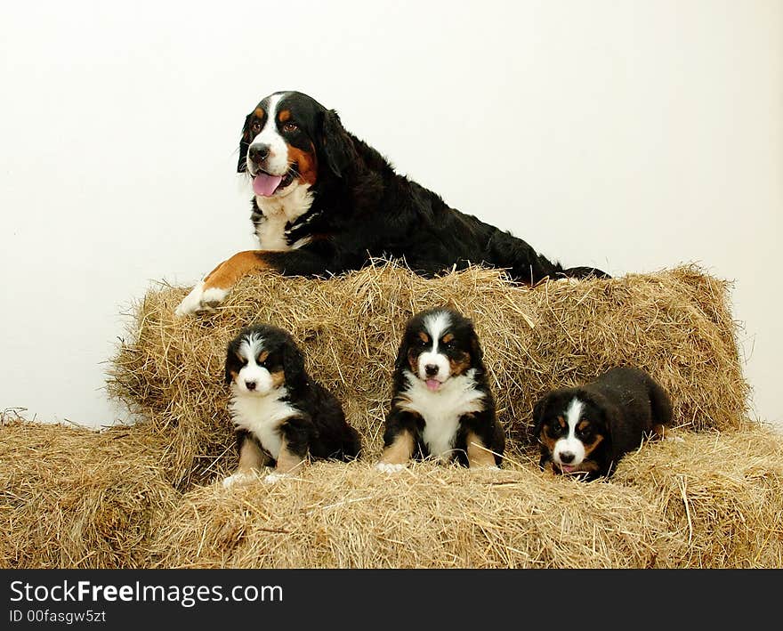 Pup, Bernese mountain dog, animal, lovely, pet, darling. Pup, Bernese mountain dog, animal, lovely, pet, darling