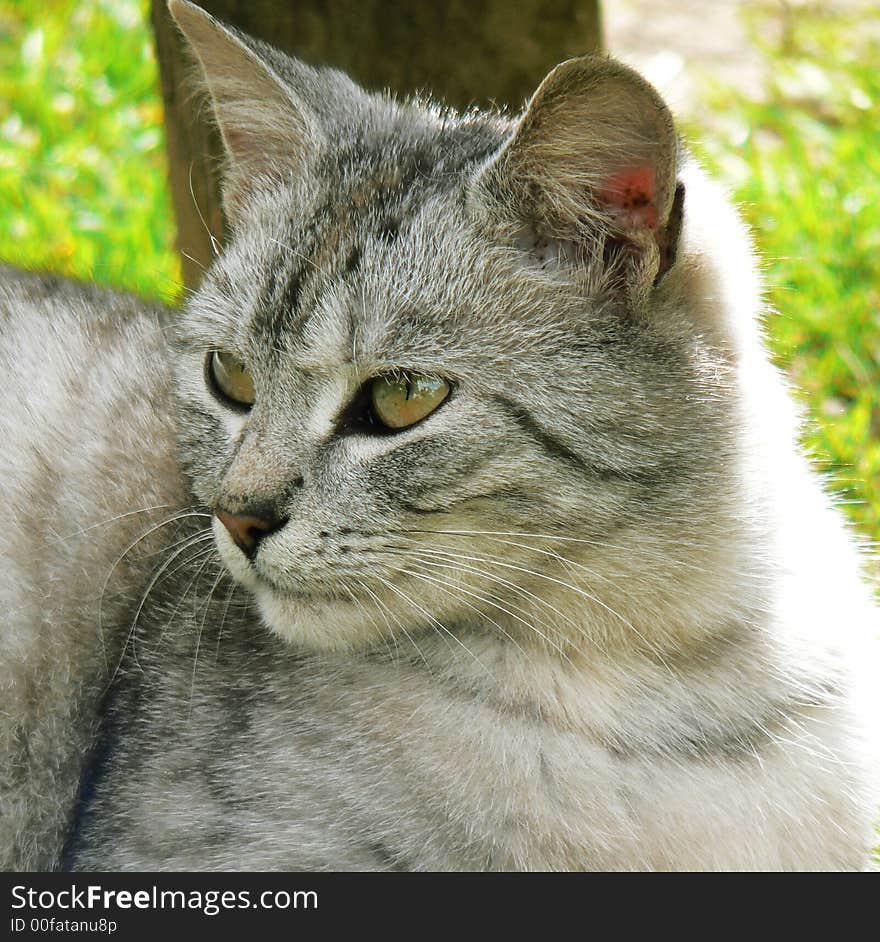 Grey cat staring sight in hot summer. Grey cat staring sight in hot summer