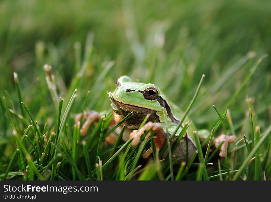 Green frog in the grass