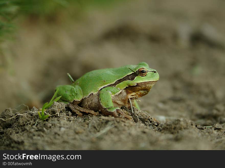 Green tree frog close-up, profile