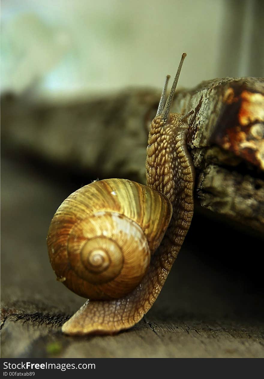 Snail Fast