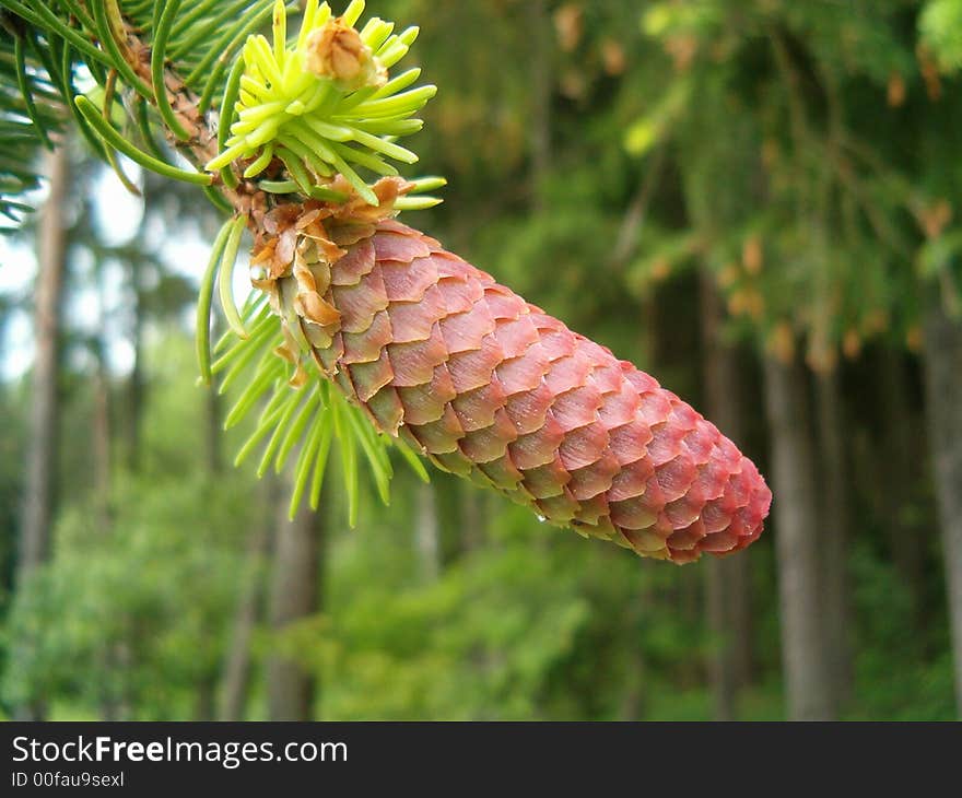 Red cone on tree in forest...